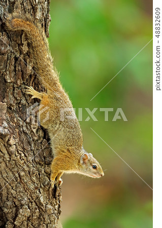 Tree Squirrel, Paraxerus cepapi chobiensis Tree Squirrel, Paraxerus cepapi chobiensis 48832609
