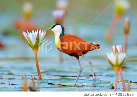 African jacana, Actophilornis africana 48832656