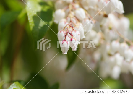 阿塞比花 48832673