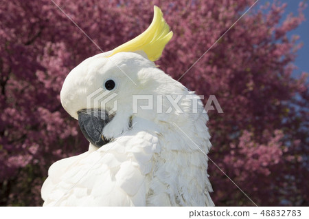 Kibatan和桃花 Kibatan和桃花 48832783