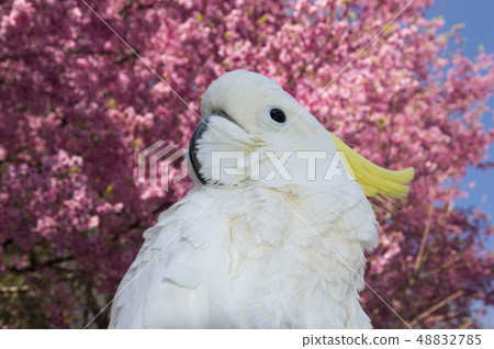 Kibatan and peach flower Kibatan and peach flower 48832785