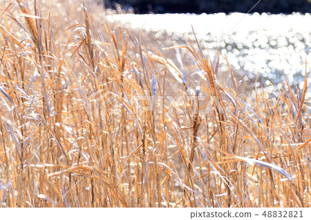 Withered grass 48832821