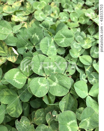 Four leaves clover Four leaves clover 48833703