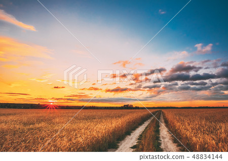 Rural Countryside Road Through Wheat Field Landscape. Yellow Barley Field In Summer. Harvest Season 48834144