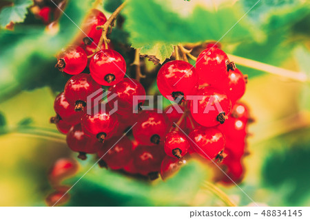 Red Currant Branch. Growing Organic Berries. Fruit Garden. 48834145