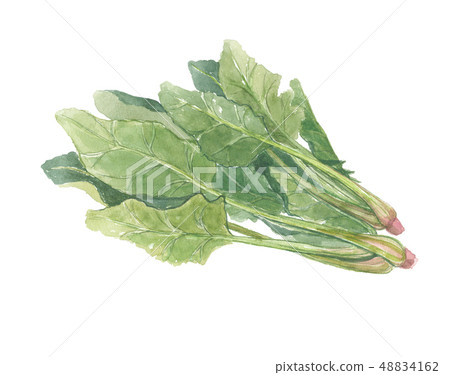 spinach spinach 48834162