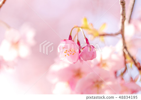 Fluffy Kawazu cherry tree 48834195