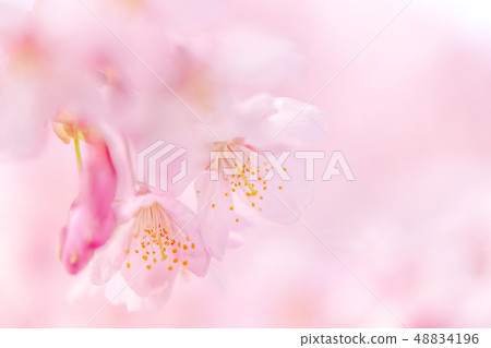 Fluffy Kawazu cherry tree 48834196