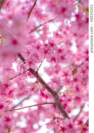 Fluffy Kawazu cherry tree 48834201