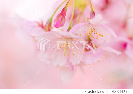 Fluffy Kawazu cherry tree 48834234