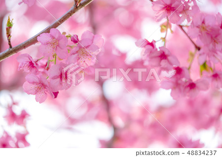 Fluffy Kawazu cherry tree 48834237