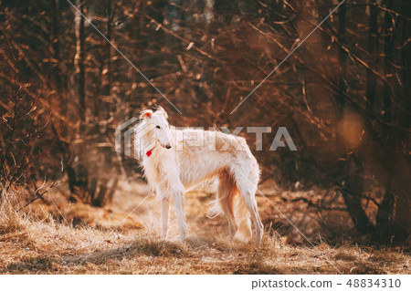 Dog Russian Borzoi Wolfhound Head , Outdoors Spring Autumn Time Close Up Portrait 48834310
