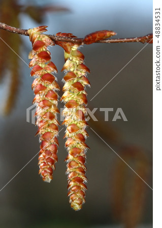 Nature Plants Inushi, a tree where male flowers and female flowers are blooming. It hangs down from the branch in March 1 Nature Plants Inushi, a tree where male flowers and female flowers are blooming. It hangs down from the branch in March 1 48834531