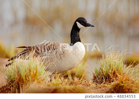 Canada Goose, Branta canadensis on the shore 48834553