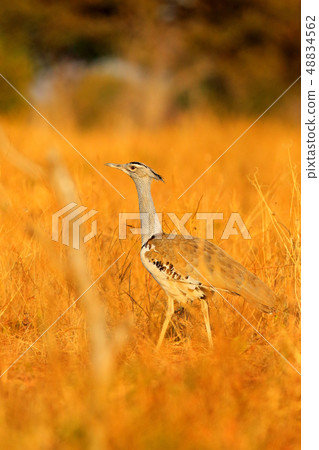 Kori bustard, Ardeotis kori, largest flying bird 48834562