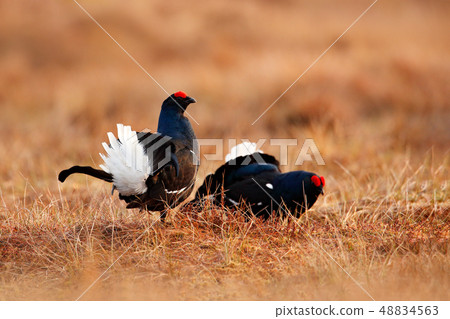 Black grouse on the bog meadow. 48834563