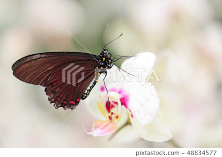 Butterfly sitting on white orchid bloom. Butterfly sitting on white orchid bloom. 48834577
