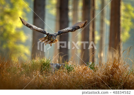 Owl in forest habitat, tree stump. 48834582