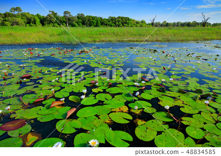 African landscape, water lily with green leaves 48834585