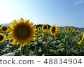sunflower	 48834904