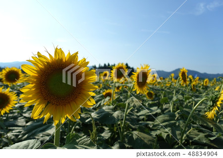 sunflower sunflower 48834904