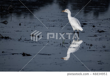White egret reflected over dark polluted water 48834951