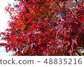 Maple  48835216