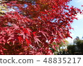 Maple  48835217