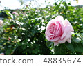 Rose   48835674