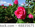Rose   48835675