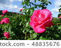 Rose   48835676