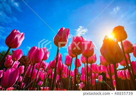 Blooming tulips against blue sky low vantage point Blooming tulips against blue sky low vantage point 48835739
