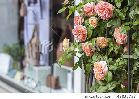 Shop windows and flowers in Zurich. Street photo 48835758