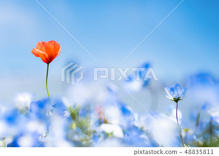 [Ibaraki Prefecture] Hitachi Seaside Park Nemophila Flower Field Poppy & Nemophila 48835811