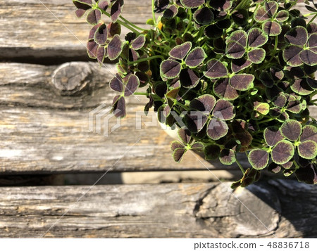 四片葉子的三葉草 48836718