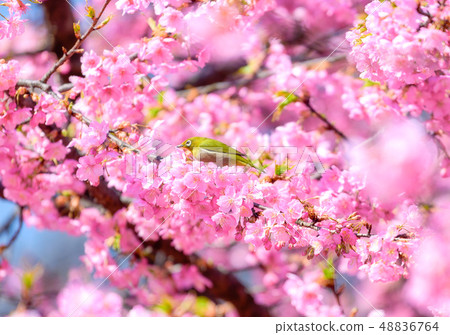 Kawazu cherry tree in full bloom and mezzo Kawazu cherry tree in full bloom and mezzo 48836764
