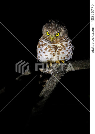 Portrait of African barred owlet Portrait of African barred owlet 48836779