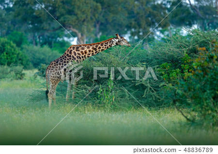 Giraffe and morning sunrise in green vegetation 48836789