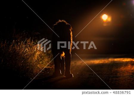 Night safari with light. Lion walking on the road Night safari with light. Lion walking on the road 48836791
