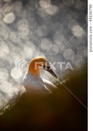 Art view on Northern gannet, detail portrait 48836796