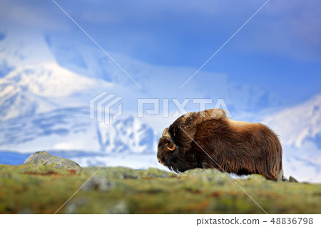 Musk Ox, Ovibos moschatus, with mountain Musk Ox, Ovibos moschatus, with mountain 48836798