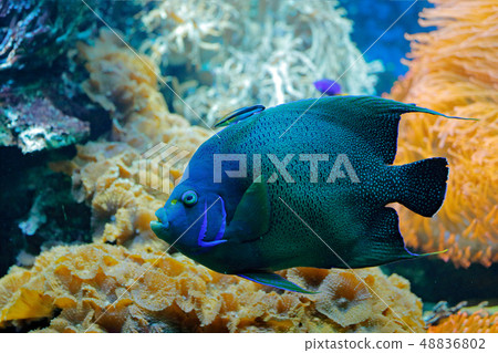 Pomacanthus semicirculatus, Koran Angelfish 48836802