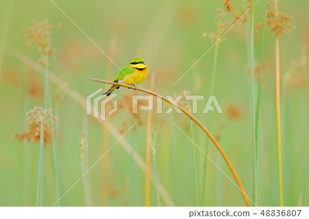 Little Bee-eater, Merops pusillus on the straw 48836807