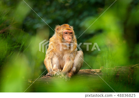 Old magot monkey in green habitat. Old magot monkey in green habitat. 48836825
