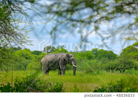 Big elephant walking in the grass with blue sky 48836833