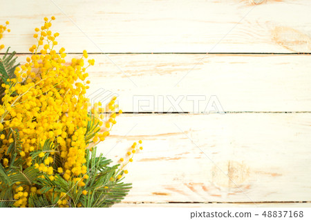 Mimosa flowers in a vintage metal milk can background Mimosa flowers in a vintage metal milk can background 48837168