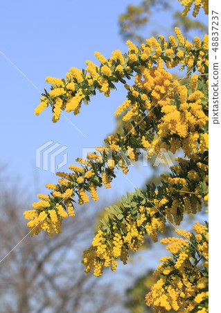 Mimosa acacia flower Mimosa acacia flower 48837237