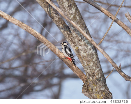 Cute Great Spotted Woodpecker in the forest 48838716