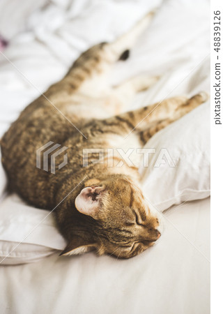 lazy and funny tabby cat 48839126
