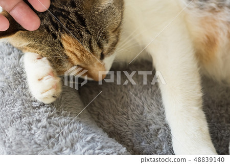 cat sleep at a nest cat sleep at a nest 48839140